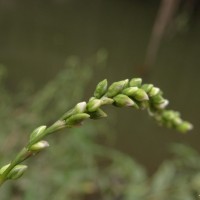 Persicaria hydropiper (L.) Delarbre